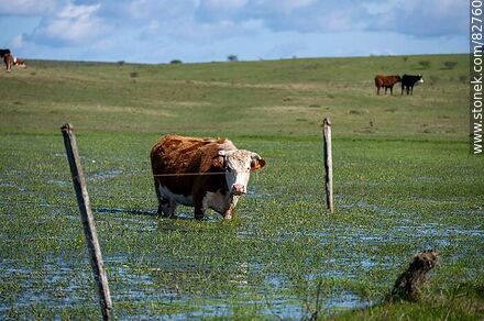 Vaca en un charco - Fauna - MORE IMAGES. Photo #82760