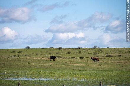 Ganado vacuno en el campo - Departamento de Tacuarembó - URUGUAY. Foto No. 82758