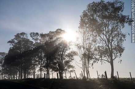 Trees in the backlit fog - Department of Rivera - URUGUAY. Photo #82801