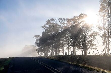 Árboles entre la niebla a contraluz -  - URUGUAY. Foto No. 82800