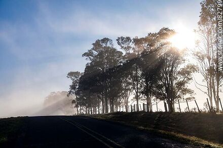 Árboles entre la niebla a contraluz - Departamento de Rivera - URUGUAY. Foto No. 82799