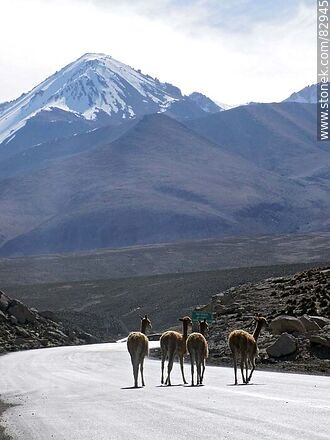 Alpacas walking along route 11 - Chile - Others in SOUTH AMERICA. Photo #82945