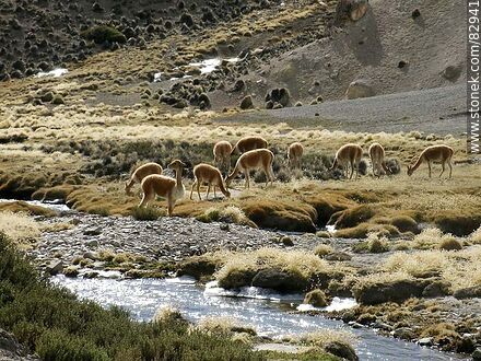 Group of alpacas in Socoroma - Chile - Others in SOUTH AMERICA. Photo #82941