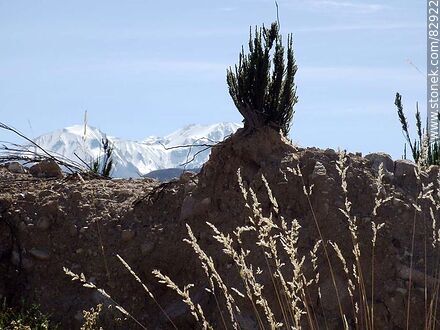 Vegetation of the Andes - Chile - Others in SOUTH AMERICA. Photo #82922