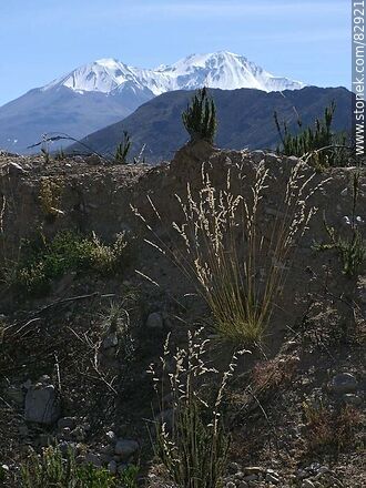 Vegetación de los Andes con fondo de los picos montañosos - Chile - Otros AMÉRICA del SUR. Foto No. 82921