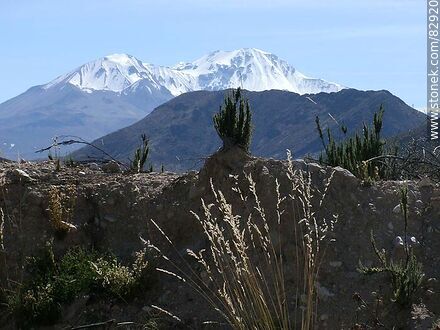Vegetación de los Andes con fondo de los picos montañosos - Chile - Otros AMÉRICA del SUR. Foto No. 82920
