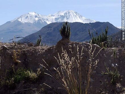 Vegetación de los Andes con fondo de los picos montañosos - Chile - Otros AMÉRICA del SUR. Foto No. 82919