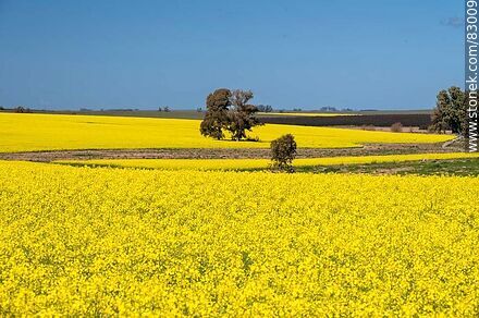 Canola fields. Yellow flowers against the blue sky. Flag of Ukraine - Rio Negro - URUGUAY. Photo #83009