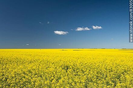 Campos de canola. Flores amarillas contra el cielo azul. Bandera de Ucrania -  - IMÁGENES VARIAS. Foto No. 83005