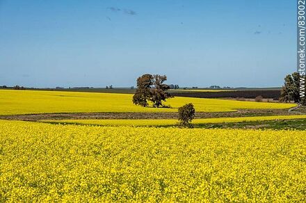 Yellow canola fields -  - MORE IMAGES. Photo #83002
