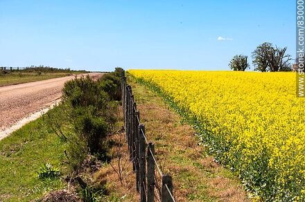 Yellow canola fields -  - URUGUAY. Photo #83000