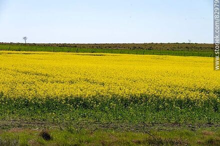 Plantaciones de avena y canola -  - URUGUAY. Foto No. 82979