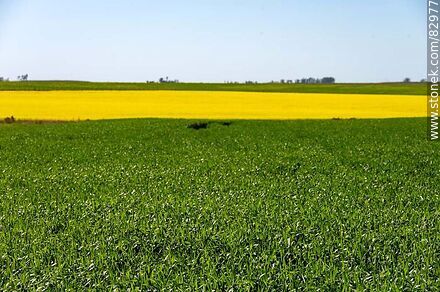 Plantaciones de avena y canola - Departamento de Río Negro - URUGUAY. Foto No. 82977