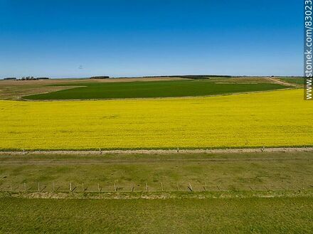 Aerial view of fields cultivated with canola and oats -  - URUGUAY. Photo #83023