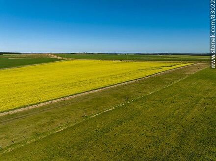 Aerial view of fields cultivated with canola and oats - Rio Negro - URUGUAY. Photo #83022