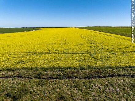 Aerial view of fields cultivated with canola and oats - Rio Negro - URUGUAY. Photo #83020
