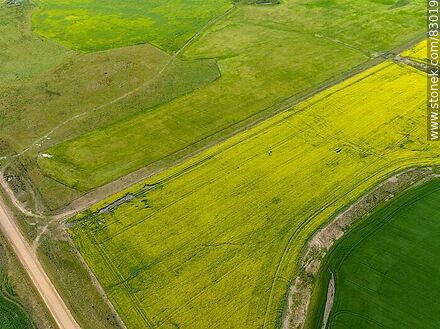 Aerial view of fields cultivated with canola and oats -  - URUGUAY. Photo #83019