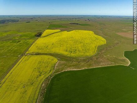 Aerial view of fields cultivated with canola and oats -  - URUGUAY. Photo #83018