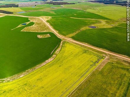 Aerial view of fields cultivated with canola and oats - Rio Negro - URUGUAY. Photo #83016