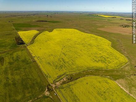 Aerial view of fields cultivated with canola and oats - Rio Negro - URUGUAY. Photo #83015