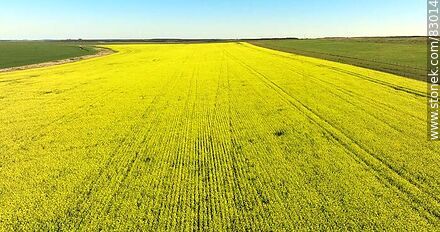 Aerial view of fields cultivated with canola and oats -  - URUGUAY. Photo #83014