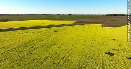 Aerial view of fields cultivated with canola and oats - Rio Negro - URUGUAY. Photo #83012