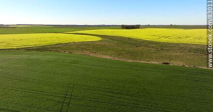 Aerial view of fields cultivated with canola and oats -  - URUGUAY. Photo #83011