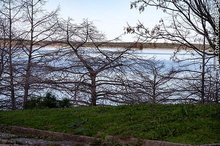 Árboles sin hojas en invierno frente al río - Departamento de Soriano - URUGUAY. Foto No. 83435
