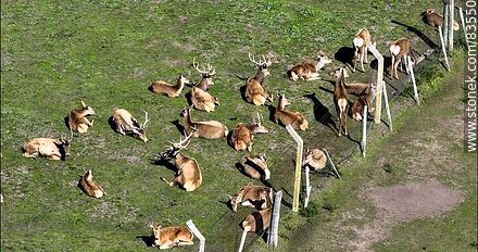 Aerial view of the Tálice ecopark. Deer - Flores - URUGUAY. Photo #83550