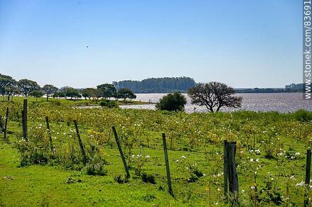 Costa sobre el río Uruguay - Departamento de Salto - URUGUAY. Foto No. 83691