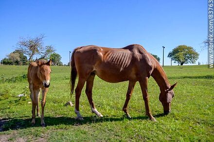 Mare with her foal - Department of Salto - URUGUAY. Photo #83763