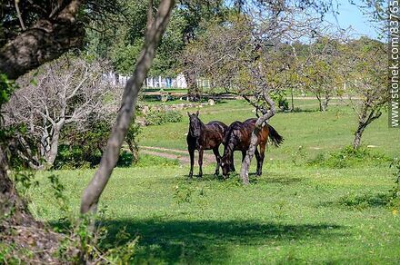 A pair of horses - Department of Salto - URUGUAY. Photo #83765