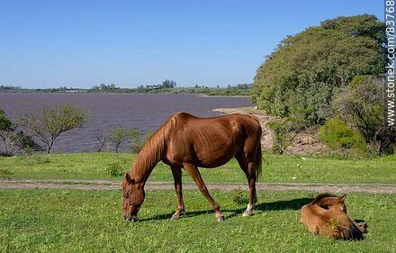 Mare with her foal - Department of Salto - URUGUAY. Photo #83768