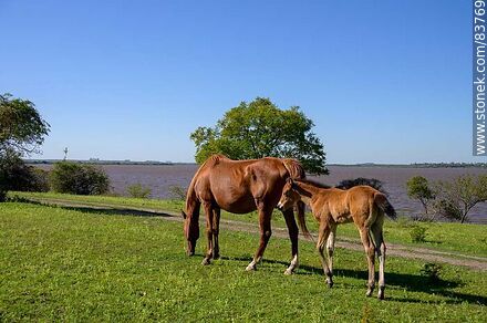 Mare with her foal - Department of Salto - URUGUAY. Photo #83769