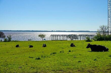 Costa sobre el río Uruguay - Departamento de Salto - URUGUAY. Foto No. 83725