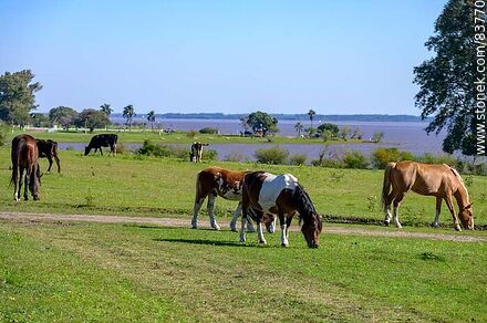 Vacas y caballos pastando - Departamento de Salto - URUGUAY. Foto No. 83770