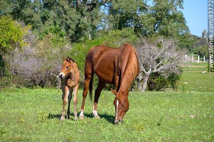 Mare with her foal - Department of Salto - URUGUAY. Photo #83772