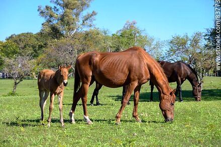 Mare with her foal - Department of Salto - URUGUAY. Photo #83773