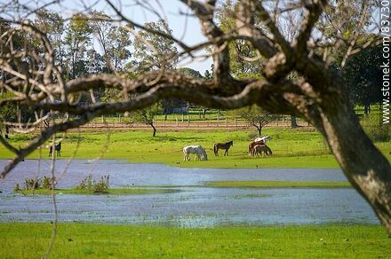 Caballos pastando cerca del río Uruguay - Departamento de Salto - URUGUAY. Foto No. 83730