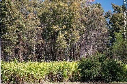 Plantaciones de caña de azúcar y eucaliptos - Departamento de Artigas - URUGUAY. Foto No. 83792