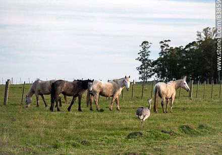 Ñandúes y caballos en el campo -  - URUGUAY. Foto No. 83859