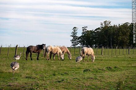 Ñandúes y caballos en el campo -  - URUGUAY. Foto No. 83857
