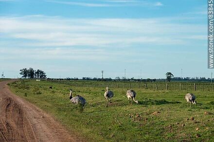 Ñandúes a la vera del camino - Departamento de Rivera - URUGUAY. Foto No. 83845