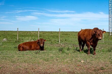 Aberdeen Angus marrón - Departamento de Rivera - URUGUAY. Foto No. 83835
