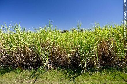 Plantaciones de caña de azúcar - Departamento de Artigas - URUGUAY. Foto No. 83920