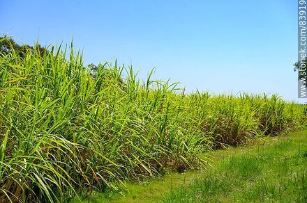 Plantaciones de caña de azúcar - Departamento de Artigas - URUGUAY. Foto No. 83919