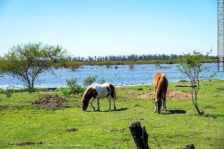Caballos pastando a orillas del río Cuareim - Departamento de Artigas - URUGUAY. Foto No. 83894
