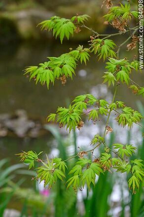 Spring in the Japanese Garden. Japanese Maple - Department of Montevideo - URUGUAY. Photo #84008