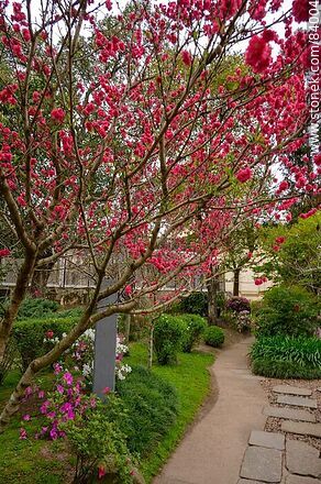 Spring in the Japanese Garden. Peach tree - Department of Montevideo - URUGUAY. Photo #84004