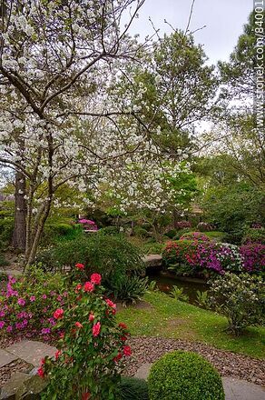 Primavera en el Jardín Japonés - Departamento de Montevideo - URUGUAY. Foto No. 84001